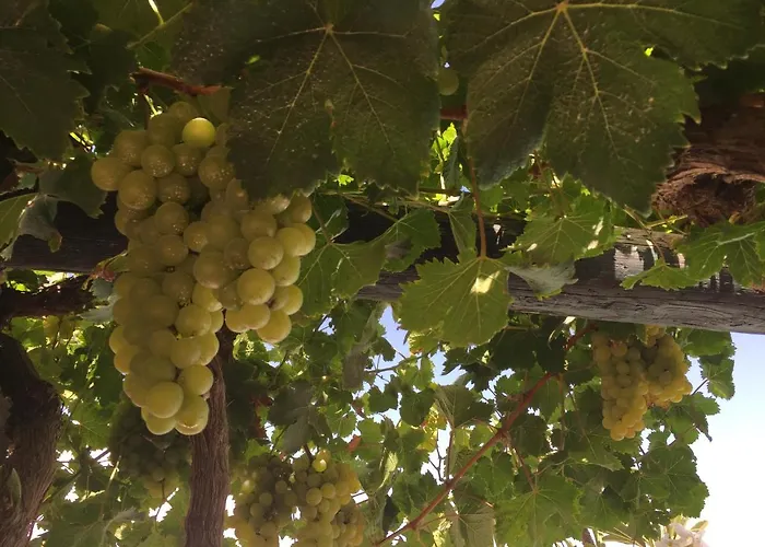 Dragos * Масдаче